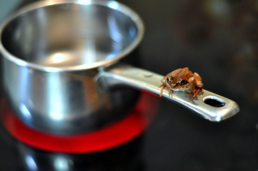 Frog And Saucepan